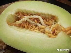 吃瓜楼会过敏,过敏体质者的饮食禁忌与应对策略