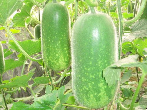 吃瓜贴纸图片高清,高清吃瓜贴纸，带你领略视觉盛宴