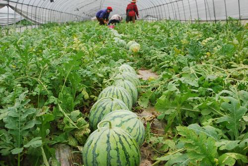 辽宁农民吃瓜的时间,丰收时节尽享田园美味