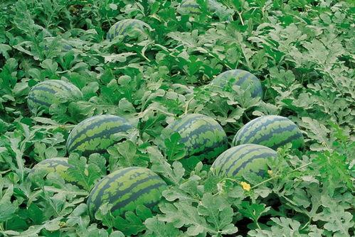 吃瓜群创意群名,揭秘吃瓜群创意群名的趣味与智慧