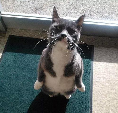 带你吃瓜逗猫,揭秘娱乐圈的欢乐日常