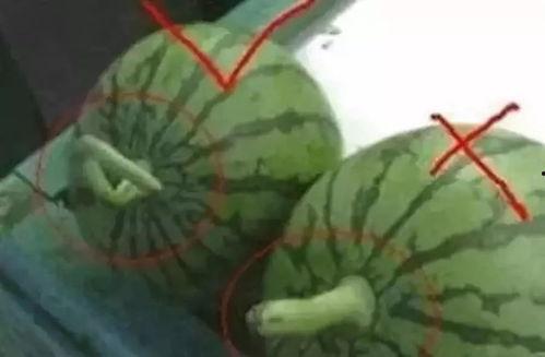 吃瓜群众的好听名字,揭秘“吃瓜群众”的趣味人生