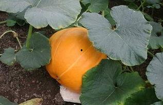 吃无手瓜好吗,美味与健康的完美结合