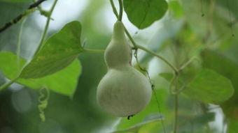 月子里可以吃葫芦瓜,营养美味两不误的滋补佳品