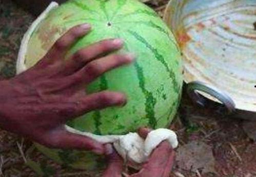 葫芦瓜吃皮还是吃瓤,皮与瓤的食用选择与营养解析