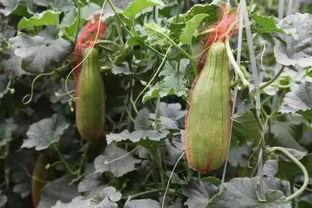 大荔脆瓜怎么吃,多味食法，尽享夏日清新美味