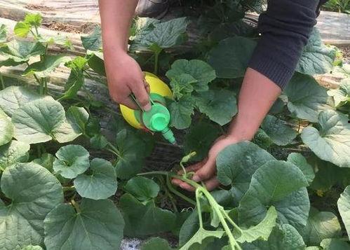 吃瓜齁甜喉咙,喉咙甘甜的甜蜜体验