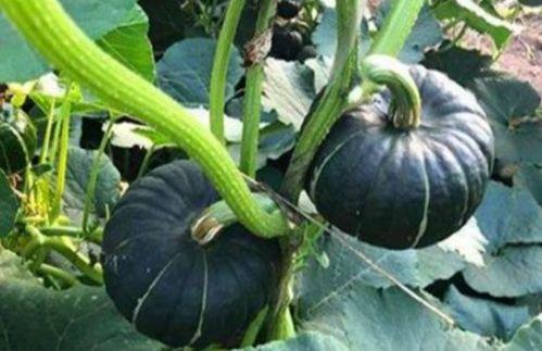 圆小瓜减肥怎么吃,科学搭配，轻松享瘦