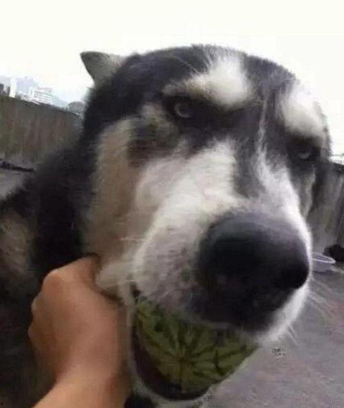 会吃瓜的狗子,揭秘宠物界的“美食家”