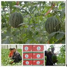 太平吃瓜,吃瓜群众笑谈风云变幻