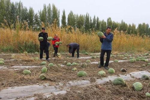 吃瓜群众岱宗,揭秘娱乐圈背后的故事