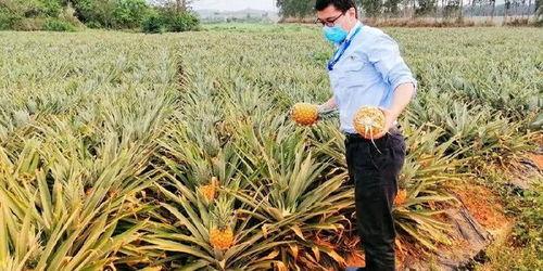 海南人吃瓜群众,瓜果飘香里的生活画卷