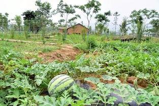 吃瓜公社,网络舆论场中的“瓜田”风云