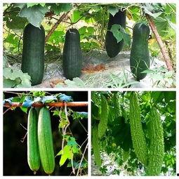 吃瓜高手都有什么技能,揭秘瓜界达人五大绝技