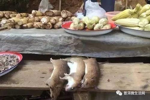 普洱学院吃瓜,揭秘校园里的“吃瓜”文化